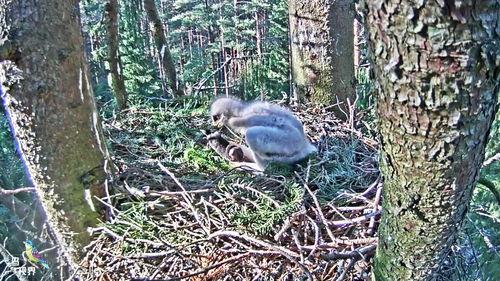 最新老鼠爆料新闻视频下载,一窥娱乐圈幕后真相 第3张 最新老鼠爆料新闻视频下载,一窥娱乐圈幕后真相 第3张